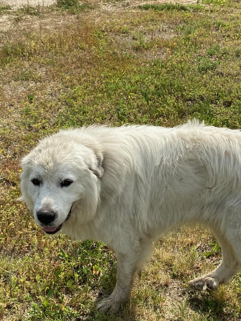 Enlarge Gracie, a Adopted Great Pyrenees in Scranton, ND image 3/3
