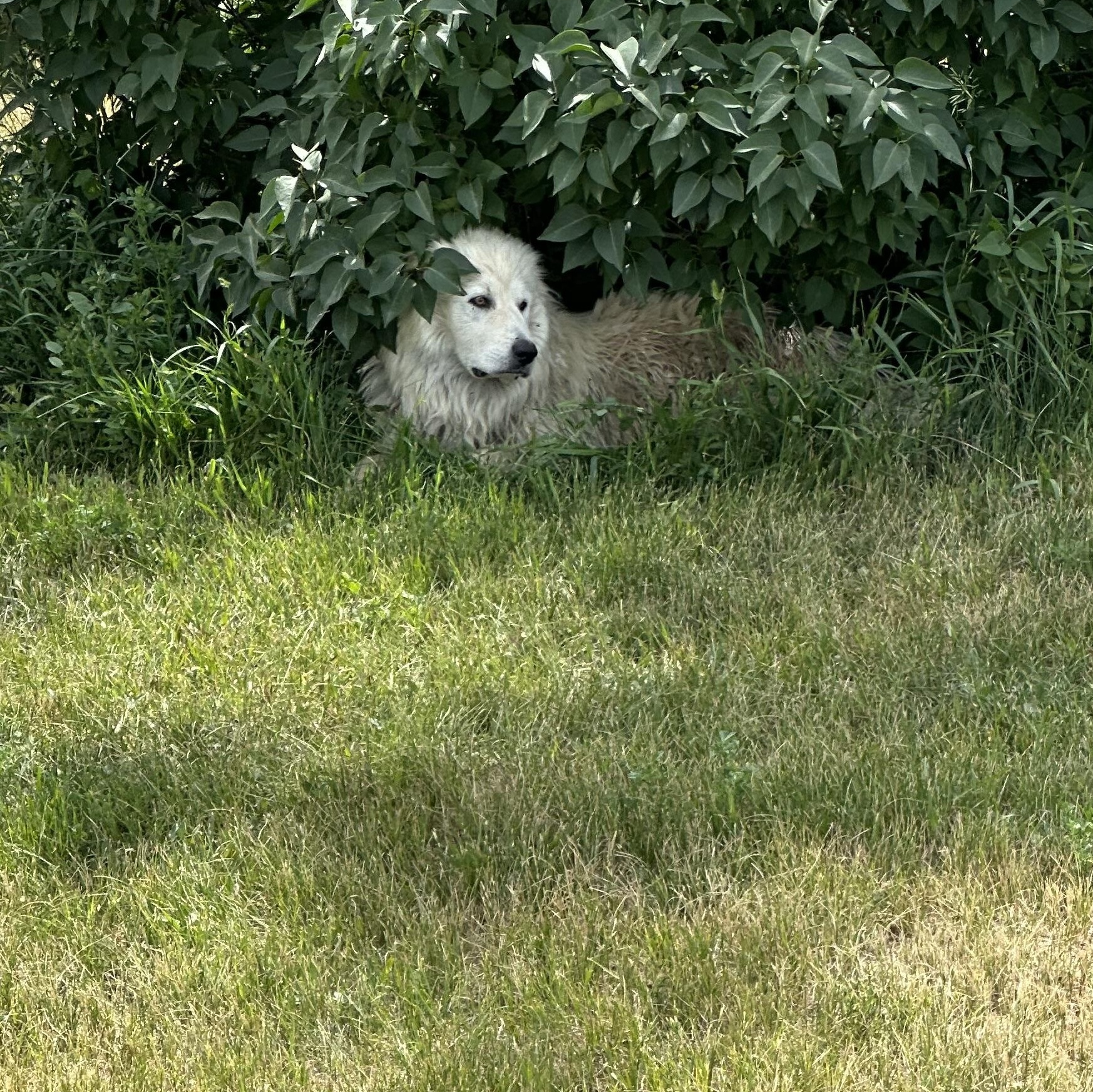 Gracie, Adopted, Adult Female Great Pyrenees.