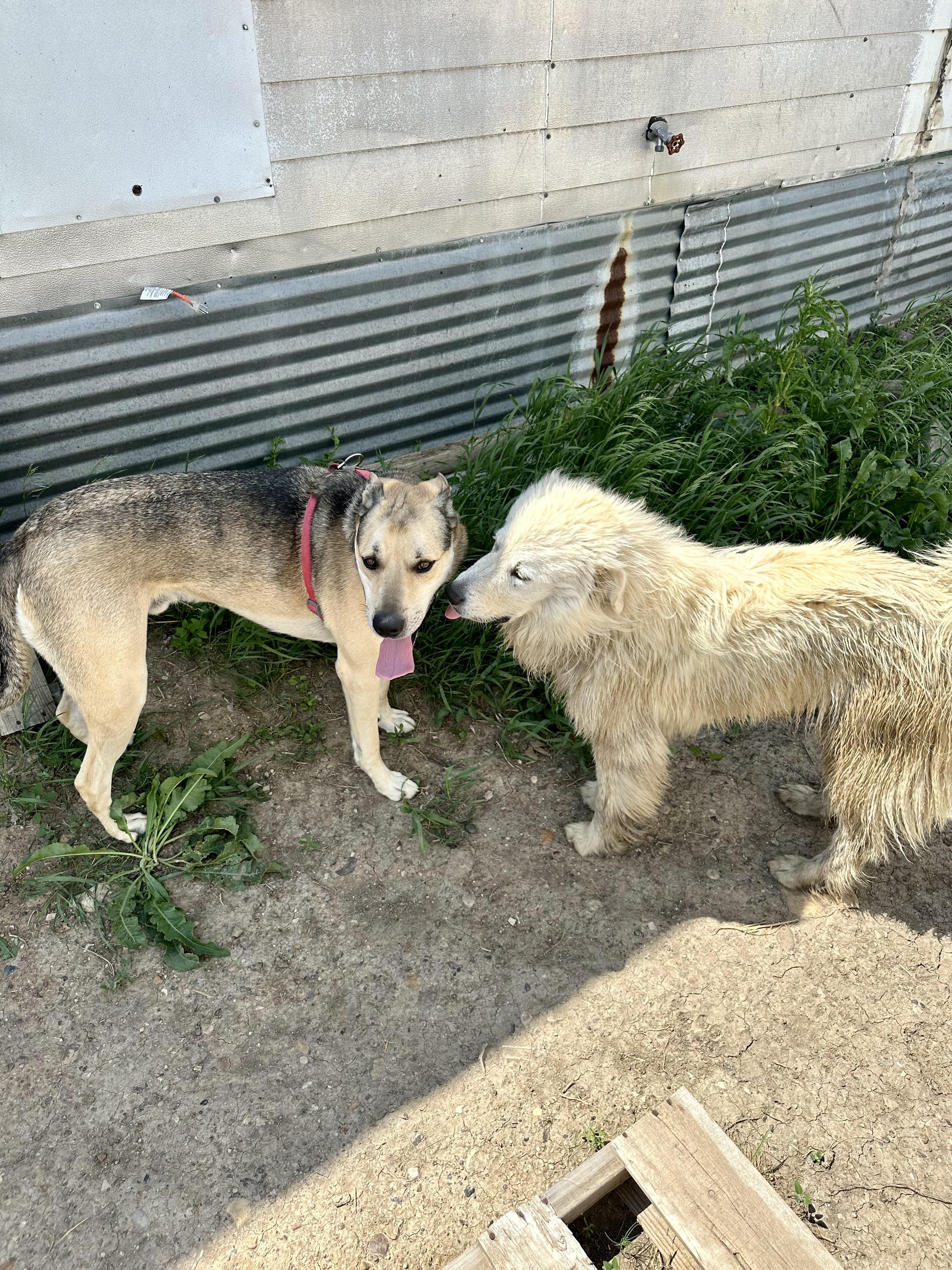 Enlarge Gracie, a Adopted Great Pyrenees in Scranton, ND image 2/3