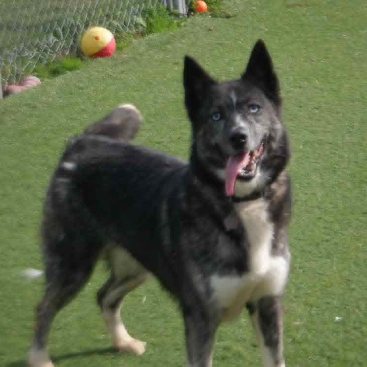 Enlarge Mica (Bonded with Dominic), a ADOPTABLE Husky in Richmond Hill, ON image 3/3