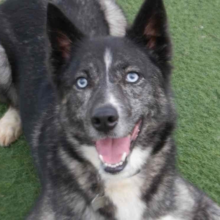 Mica (Bonded with Dominic), ADOPTABLE, Adult Female Husky.