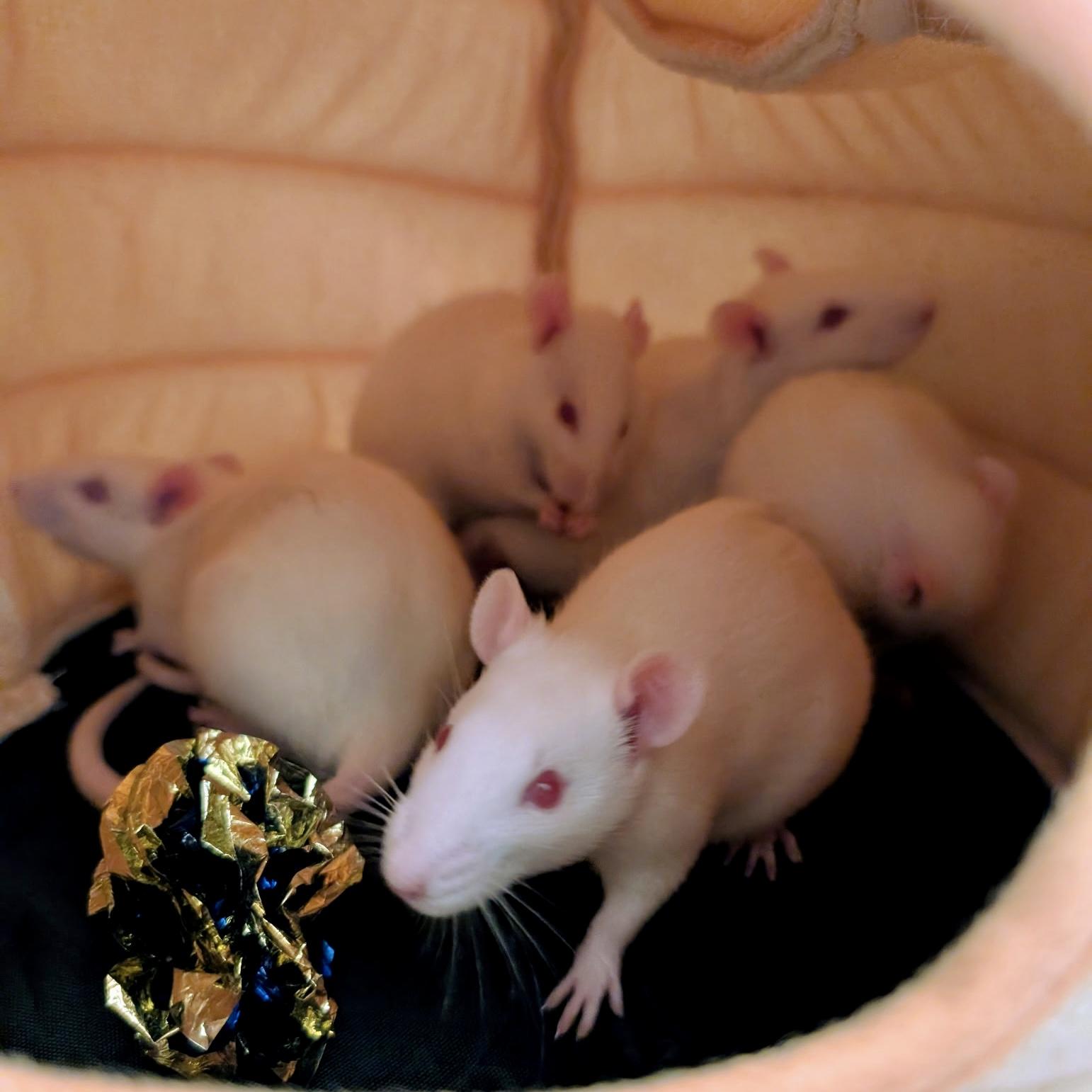 Enlarge Lucky Litter (3 Ms/5 Fs), a ADOPTABLE Rat in Norcross, GA image 4/6