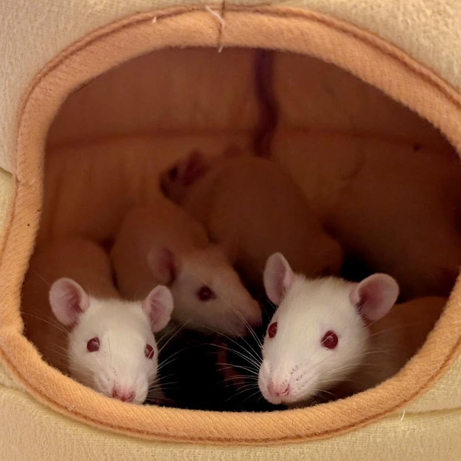 Enlarge Lucky Litter (3 Ms/5 Fs), a ADOPTABLE Rat in Norcross, GA image 1/6