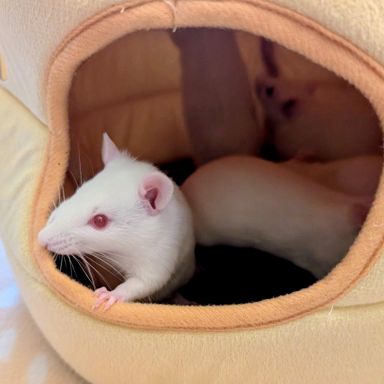 Enlarge Lucky Litter (3 Ms/5 Fs), a ADOPTABLE Rat in Norcross, GA image 6/6