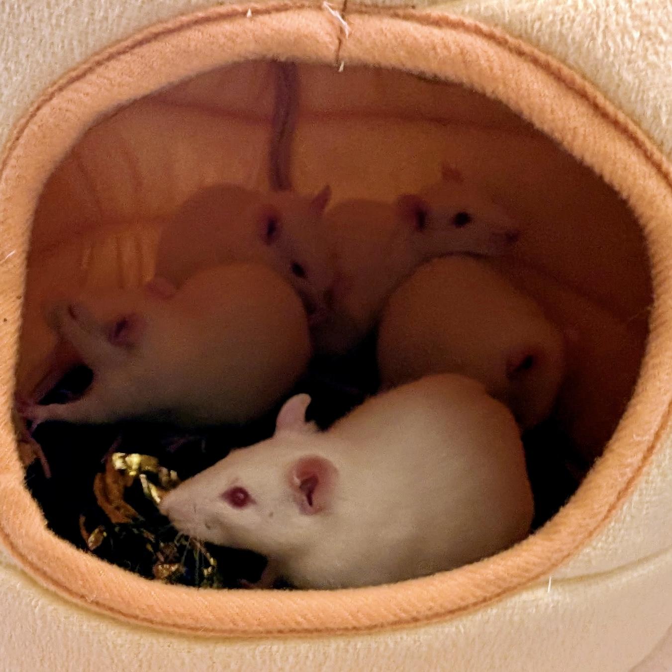 Enlarge Lucky Litter (3 Ms/5 Fs), a ADOPTABLE Rat in Norcross, GA image 3/6