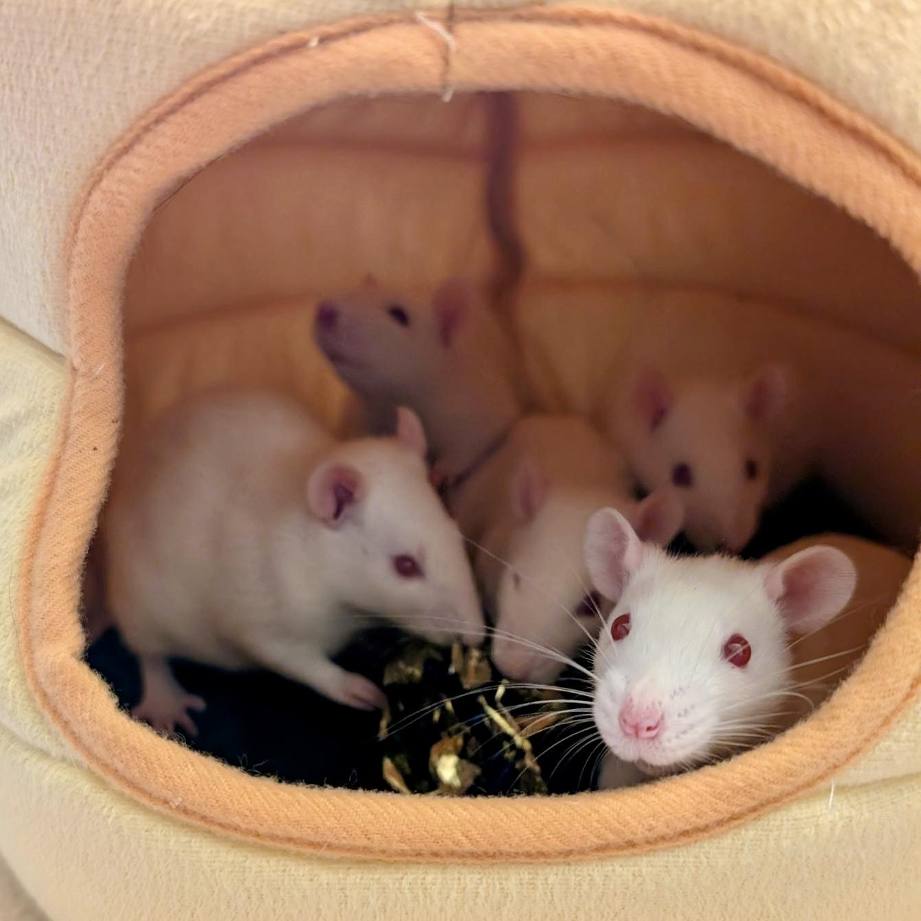 Enlarge Lucky Litter (3 Ms/5 Fs), a ADOPTABLE Rat in Norcross, GA image 2/6