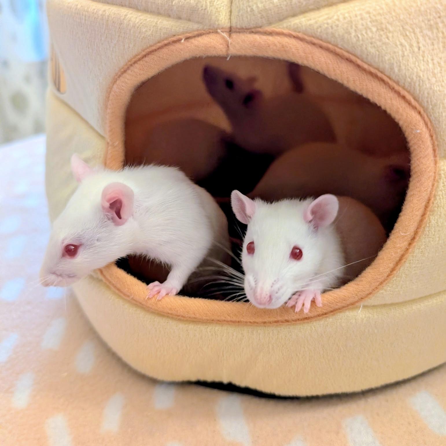 Enlarge Lucky Litter (3 Ms/5 Fs), a ADOPTABLE Rat in Norcross, GA image 5/6