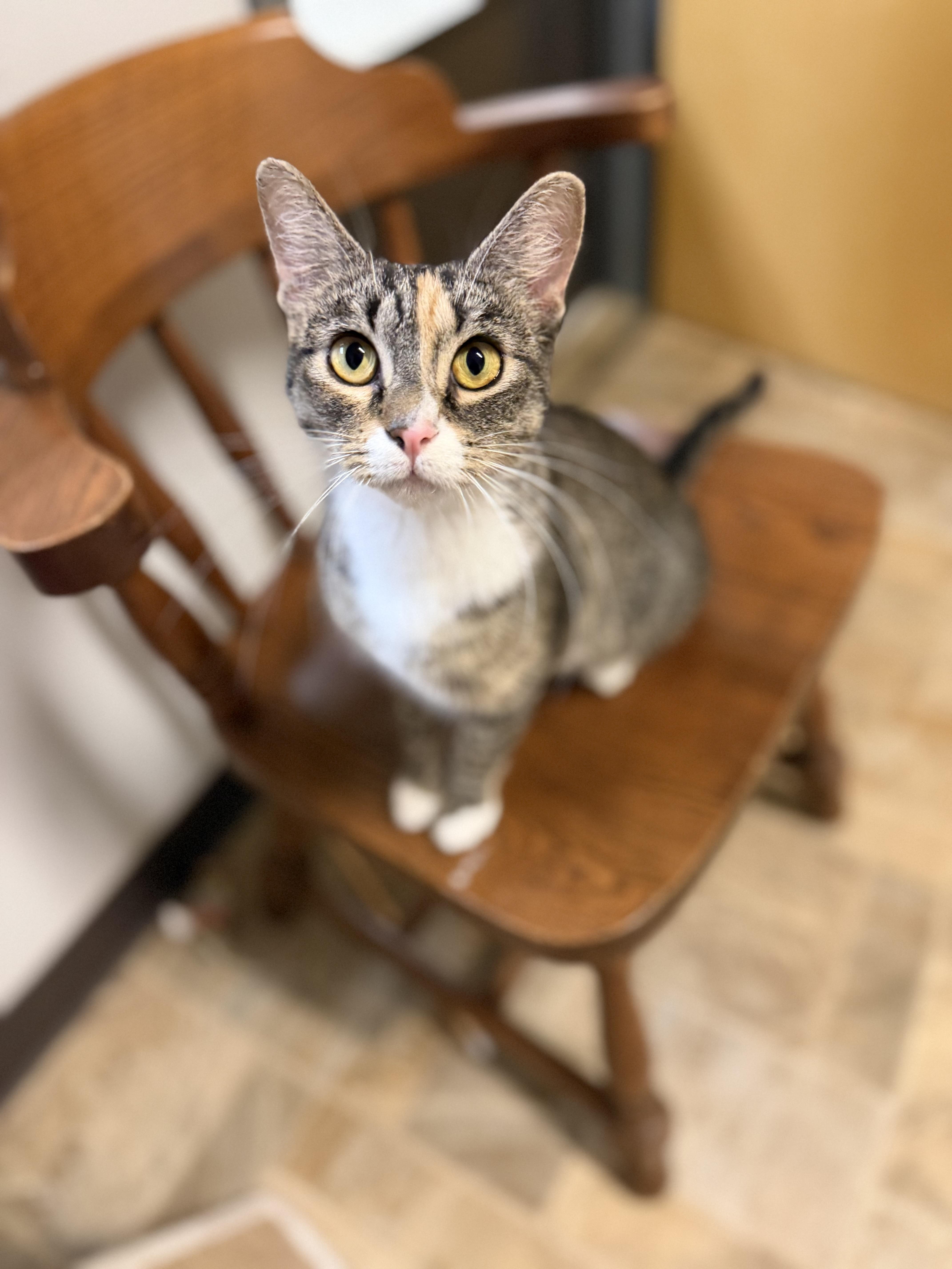 Missy, ADOPTABLE, Adult Female Domestic Short Hair.