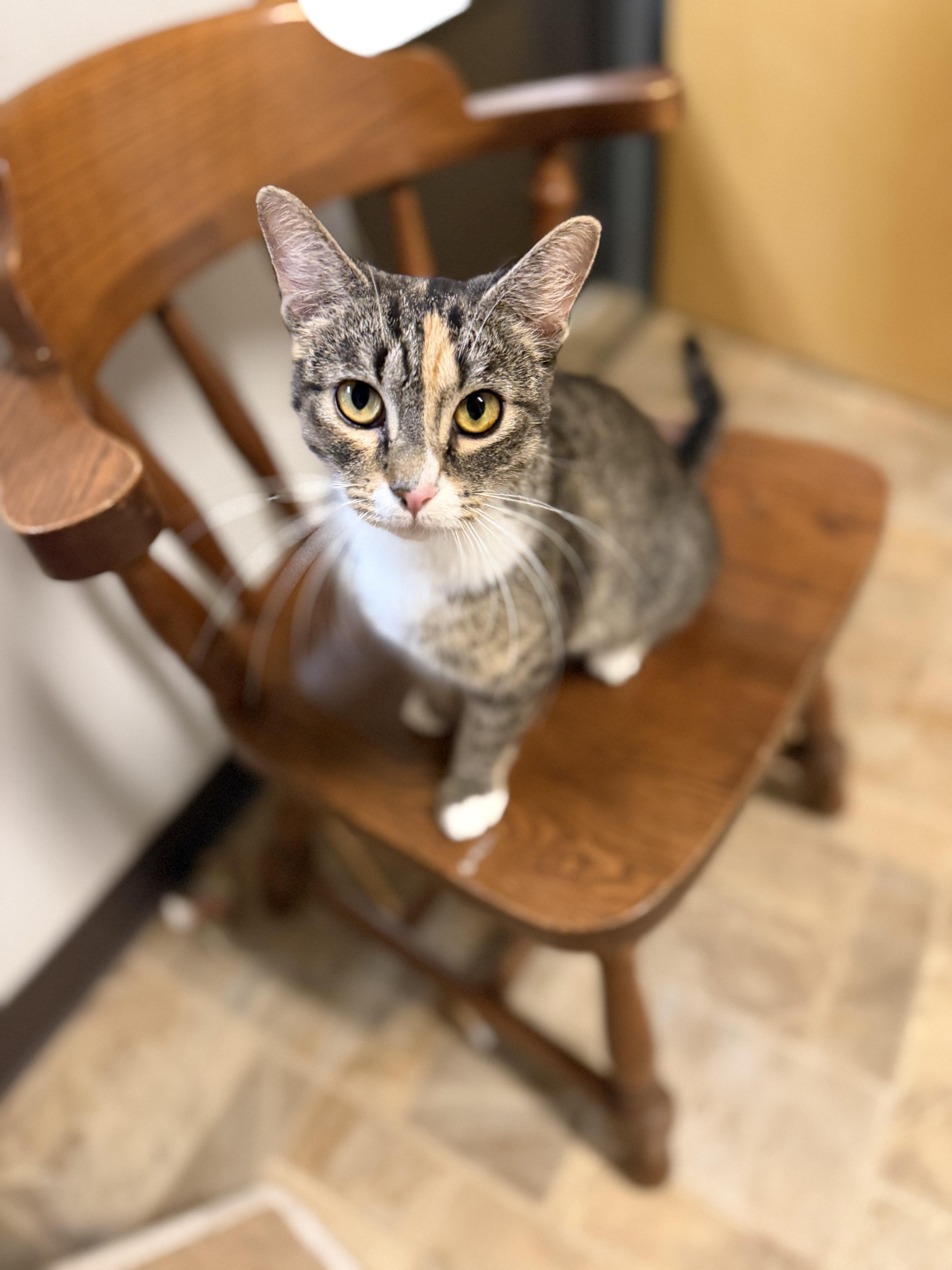 Enlarge Missy, a ADOPTABLE Domestic Short Hair in Dodgeville, WI image 3/3