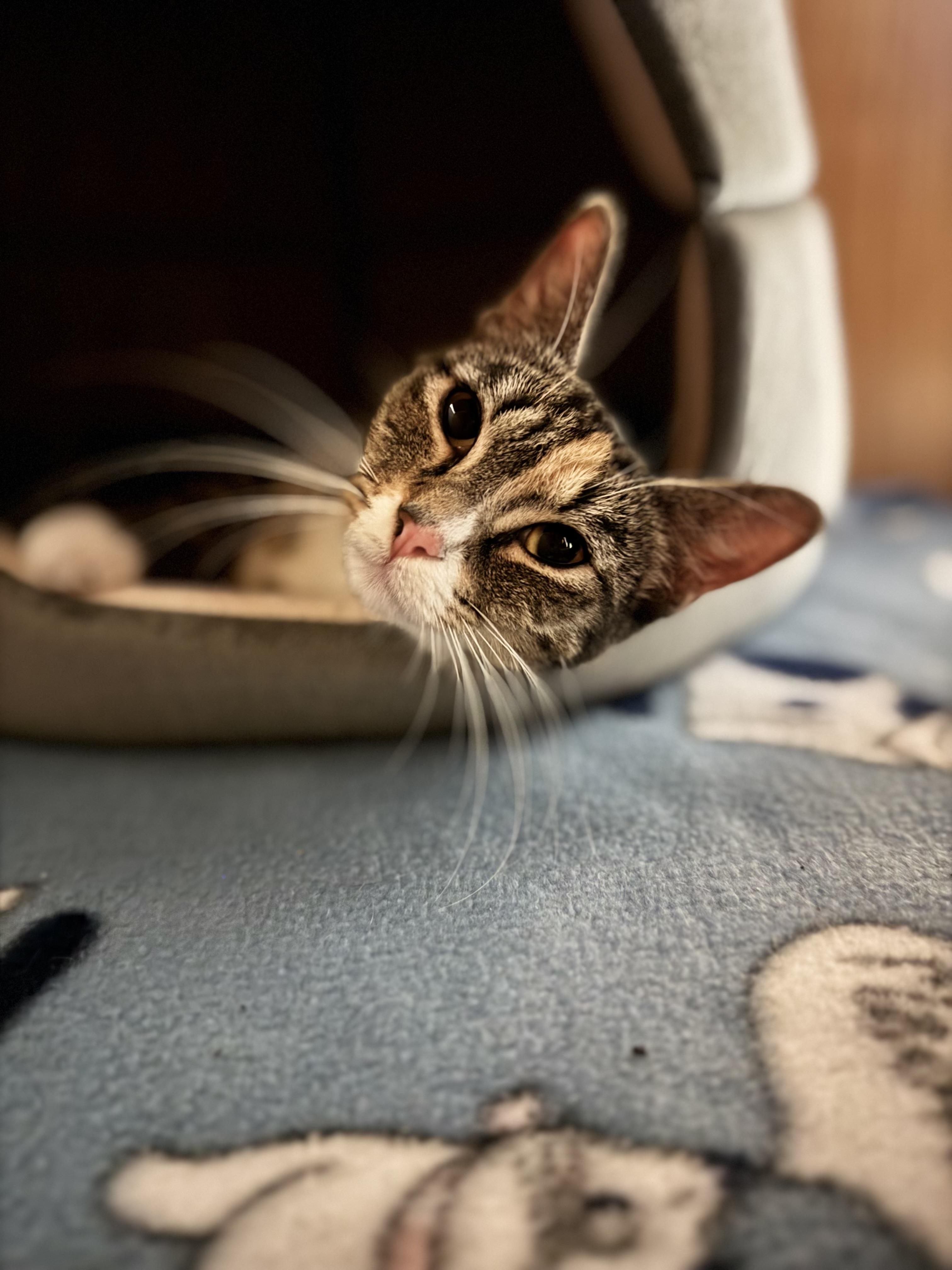 Enlarge Missy, a ADOPTABLE Domestic Short Hair in Dodgeville, WI image 2/3