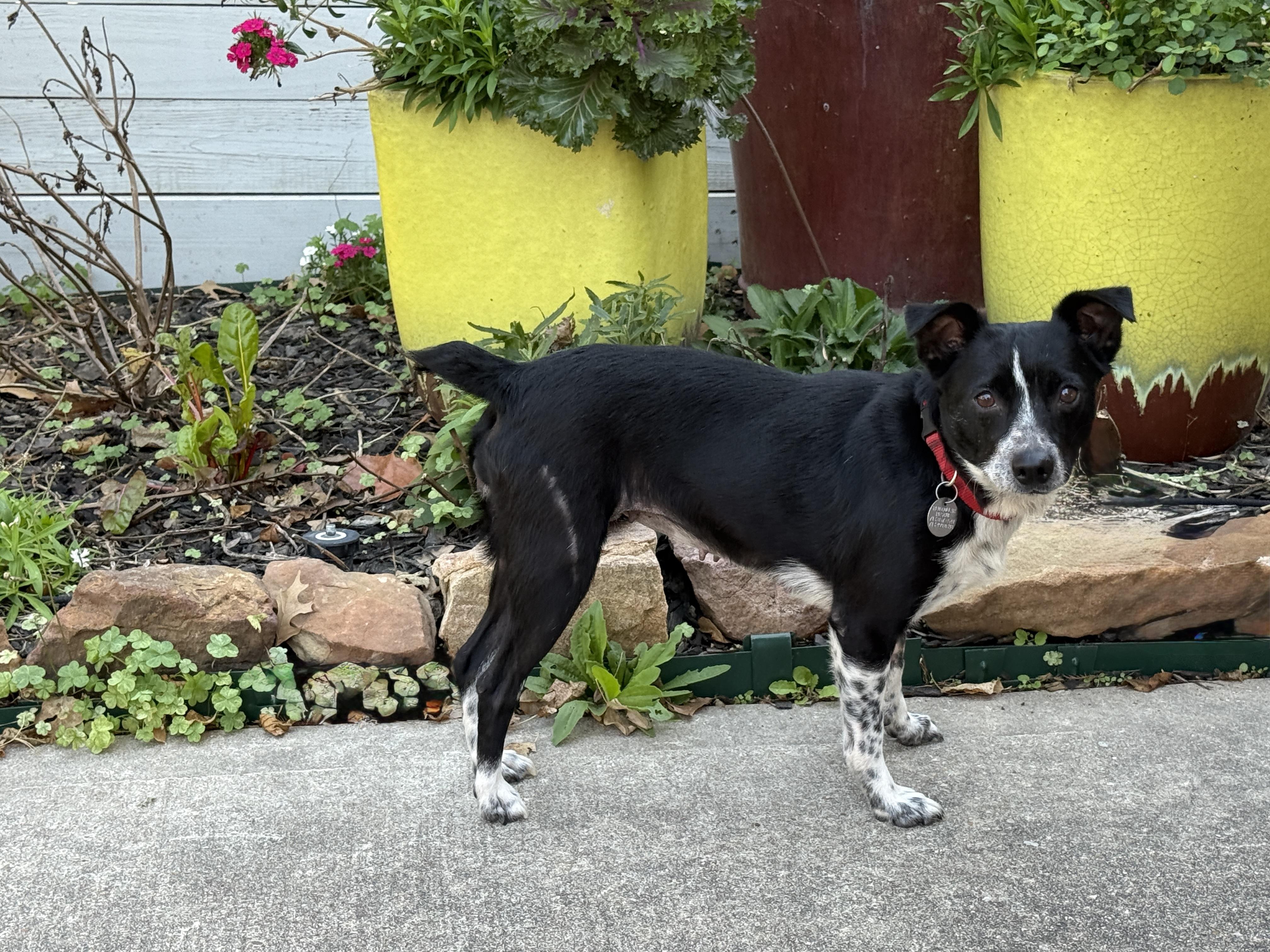 Enlarge Jovie, a ADOPTABLE mixed breed in Houston, TX image 4/6