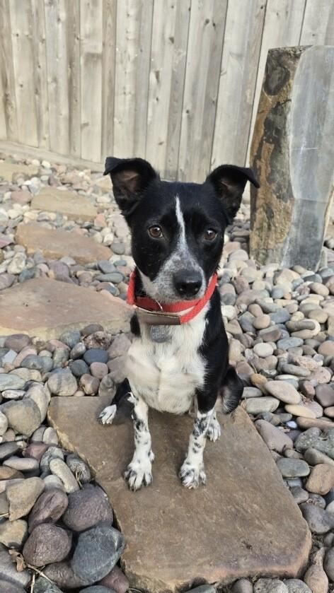 Enlarge Jovie, a ADOPTABLE mixed breed in Houston, TX image 1/5