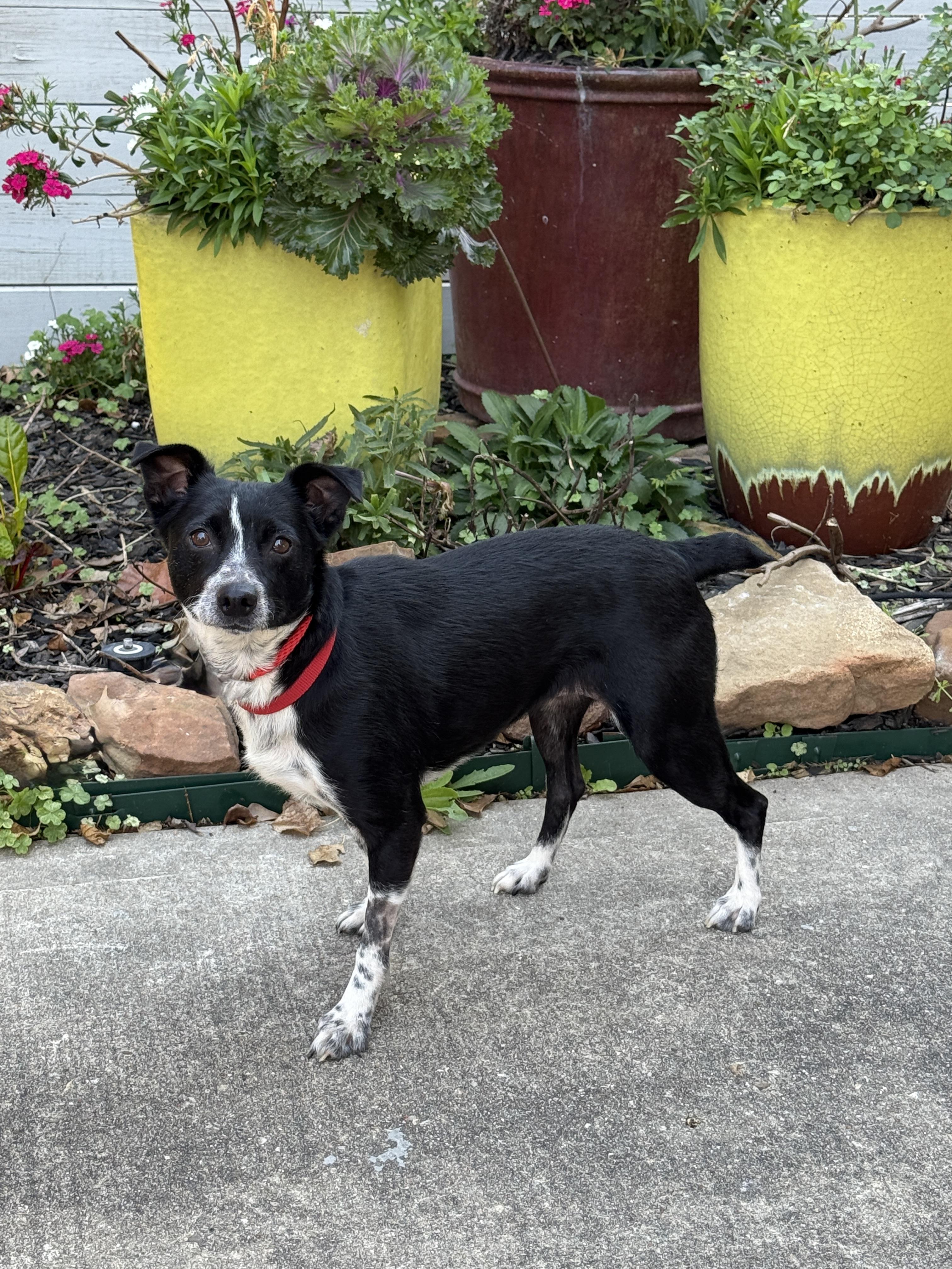 Enlarge Jovie, a ADOPTABLE mixed breed in Houston, TX image 2/6