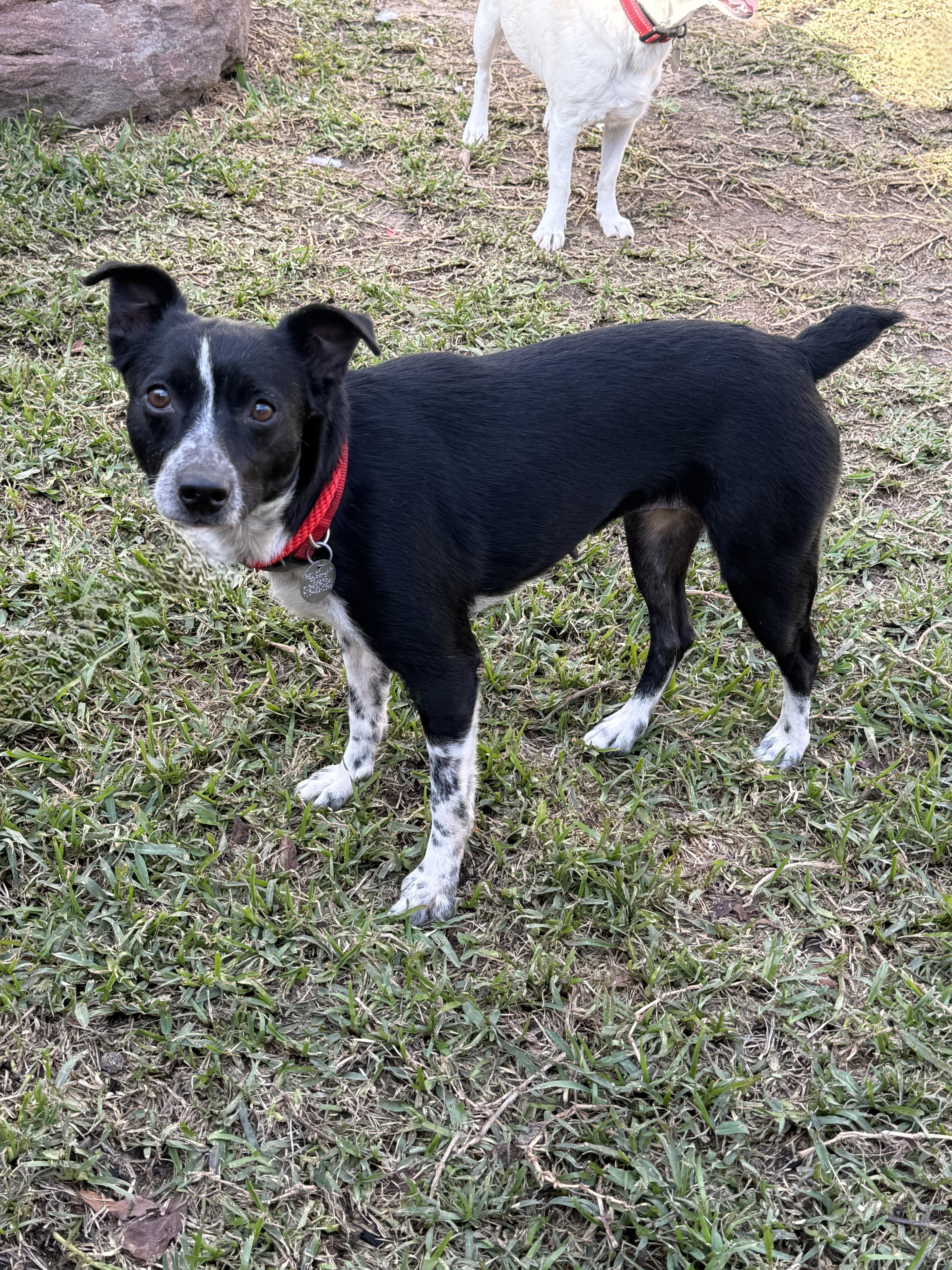 Enlarge Jovie, a ADOPTABLE mixed breed in Houston, TX image 5/5