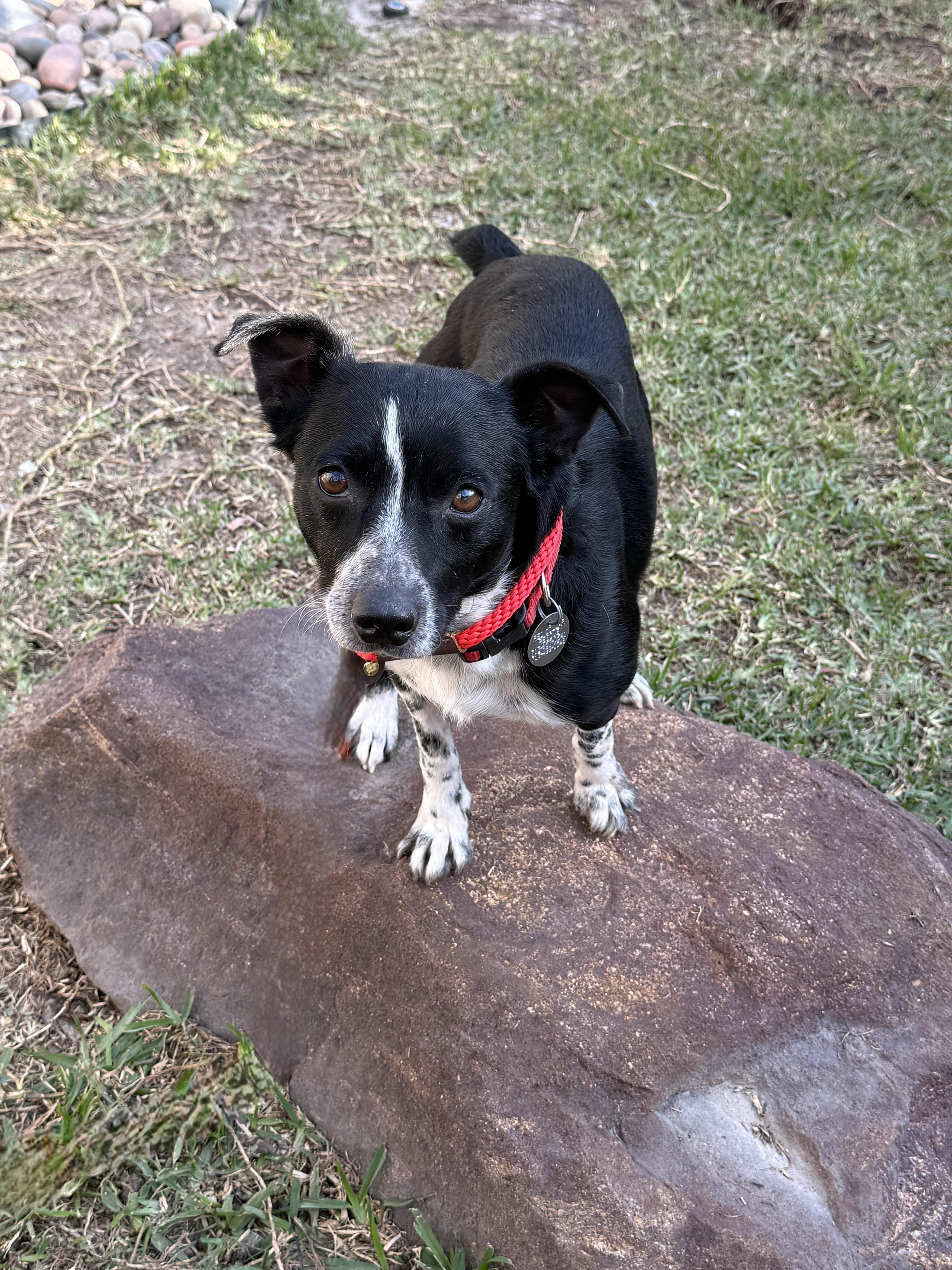 Enlarge Jovie, a ADOPTABLE mixed breed in Houston, TX image 3/5