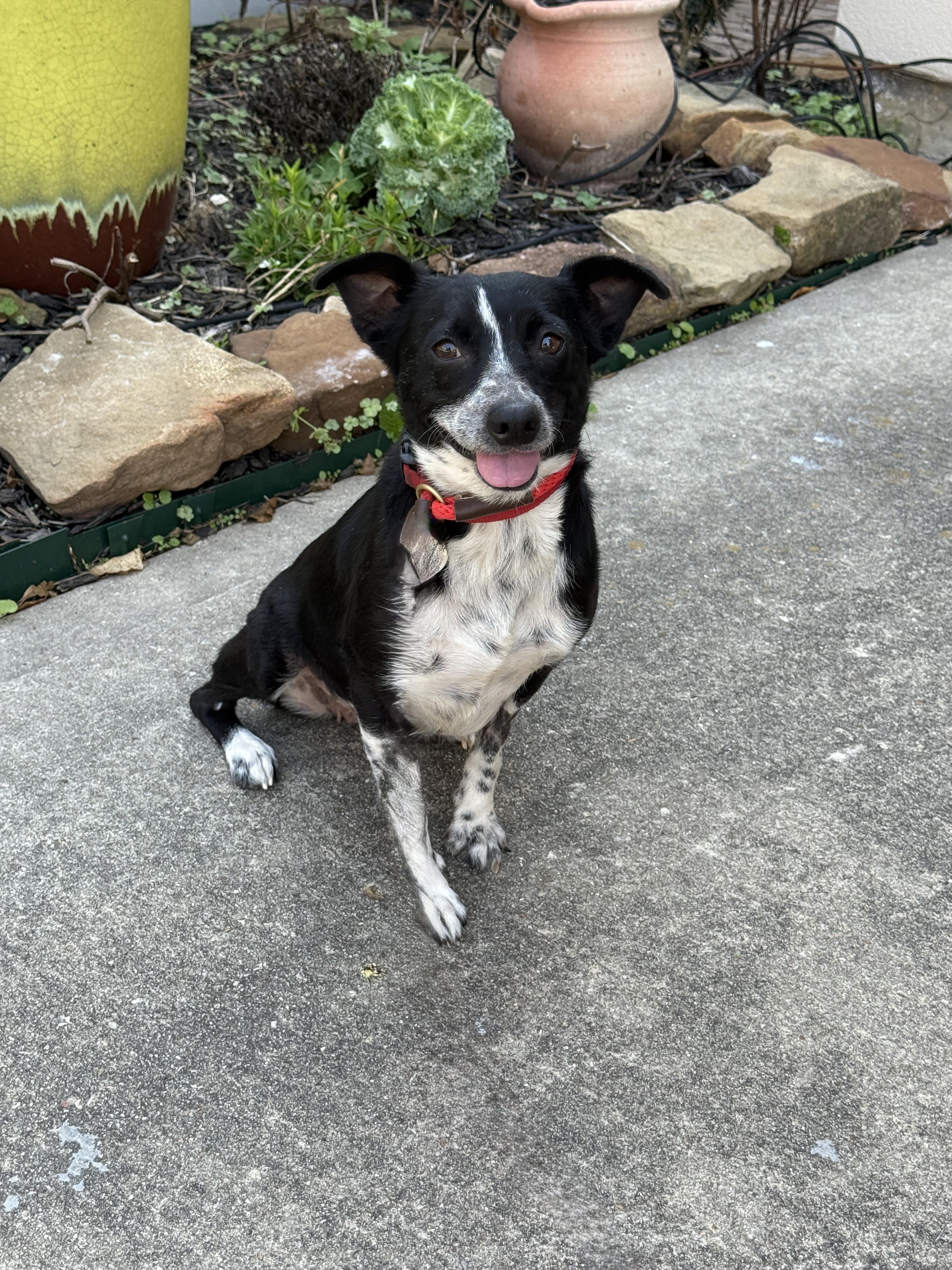 Jovie, ADOPTABLE, Adult Female Jack Russell Terrier & Cattle Dog.