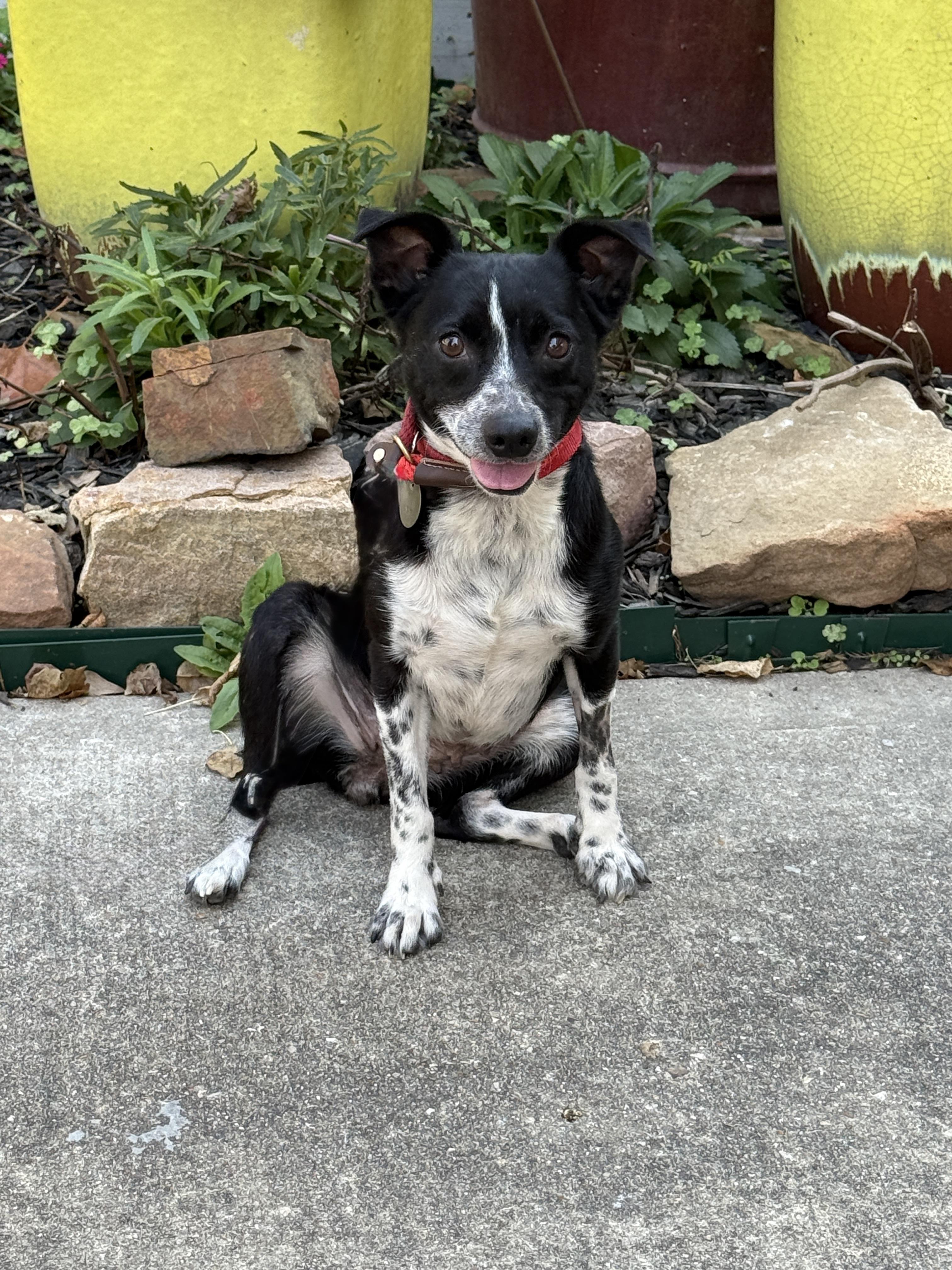 Enlarge Jovie, a ADOPTABLE mixed breed in Houston, TX image 3/6