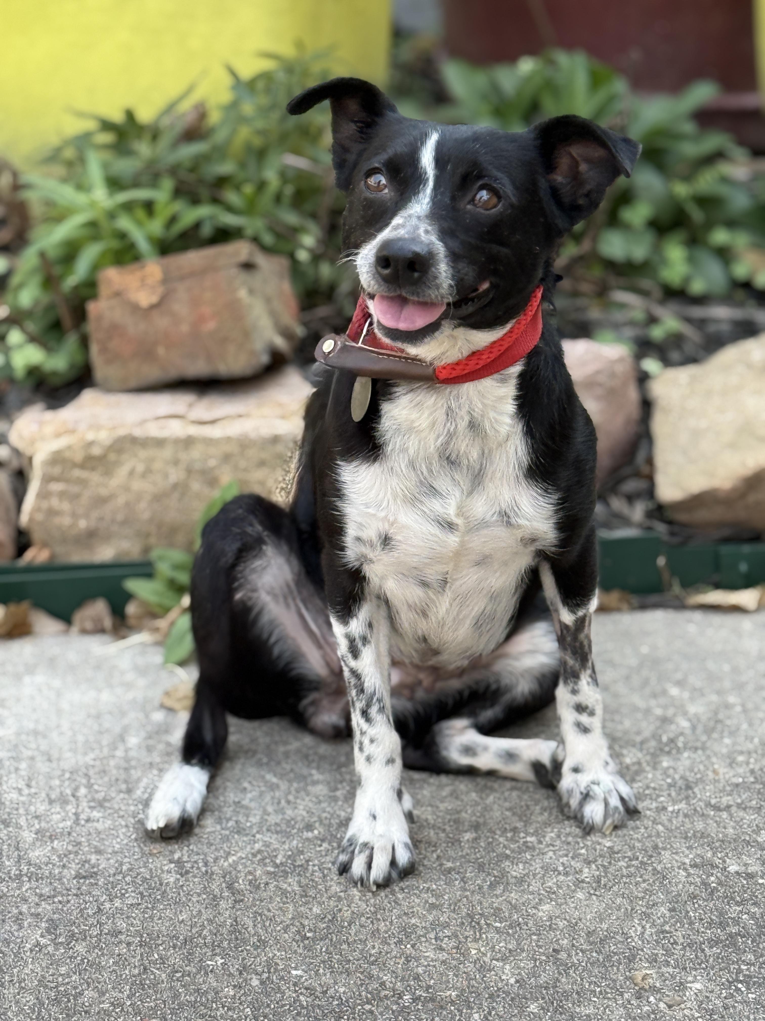 Enlarge Jovie, a ADOPTABLE mixed breed in Houston, TX image 5/6