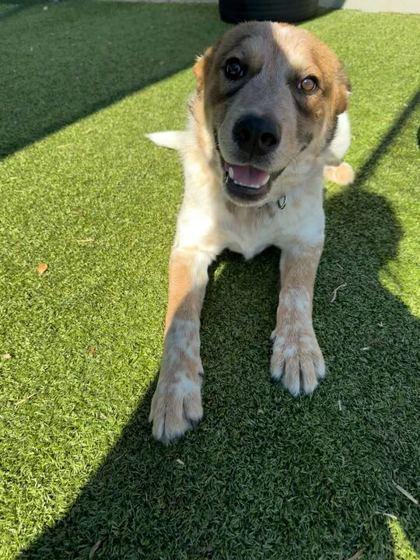 Enlarge Champs, a Adoptable mixed breed in Carrollton, TX image 1/3