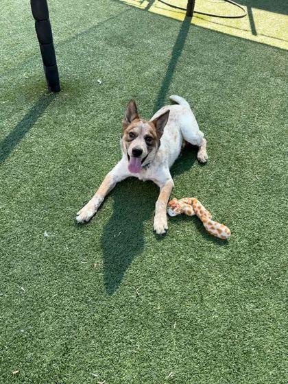 Enlarge Champs, a Adoptable mixed breed in Carrollton, TX image 2/3