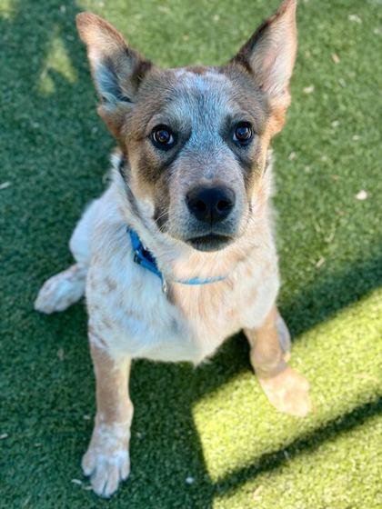 Enlarge Champs, a Adoptable mixed breed in Carrollton, TX image 3/3