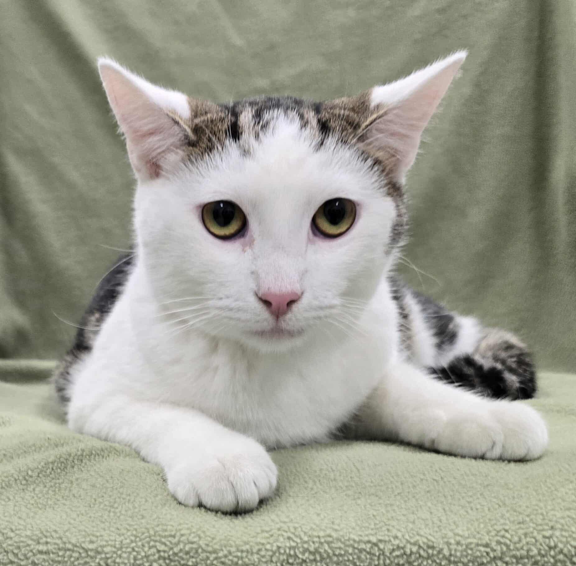 Enlarge Gerard, a Adoptable mixed breed in Frankfort, IN image 1/5