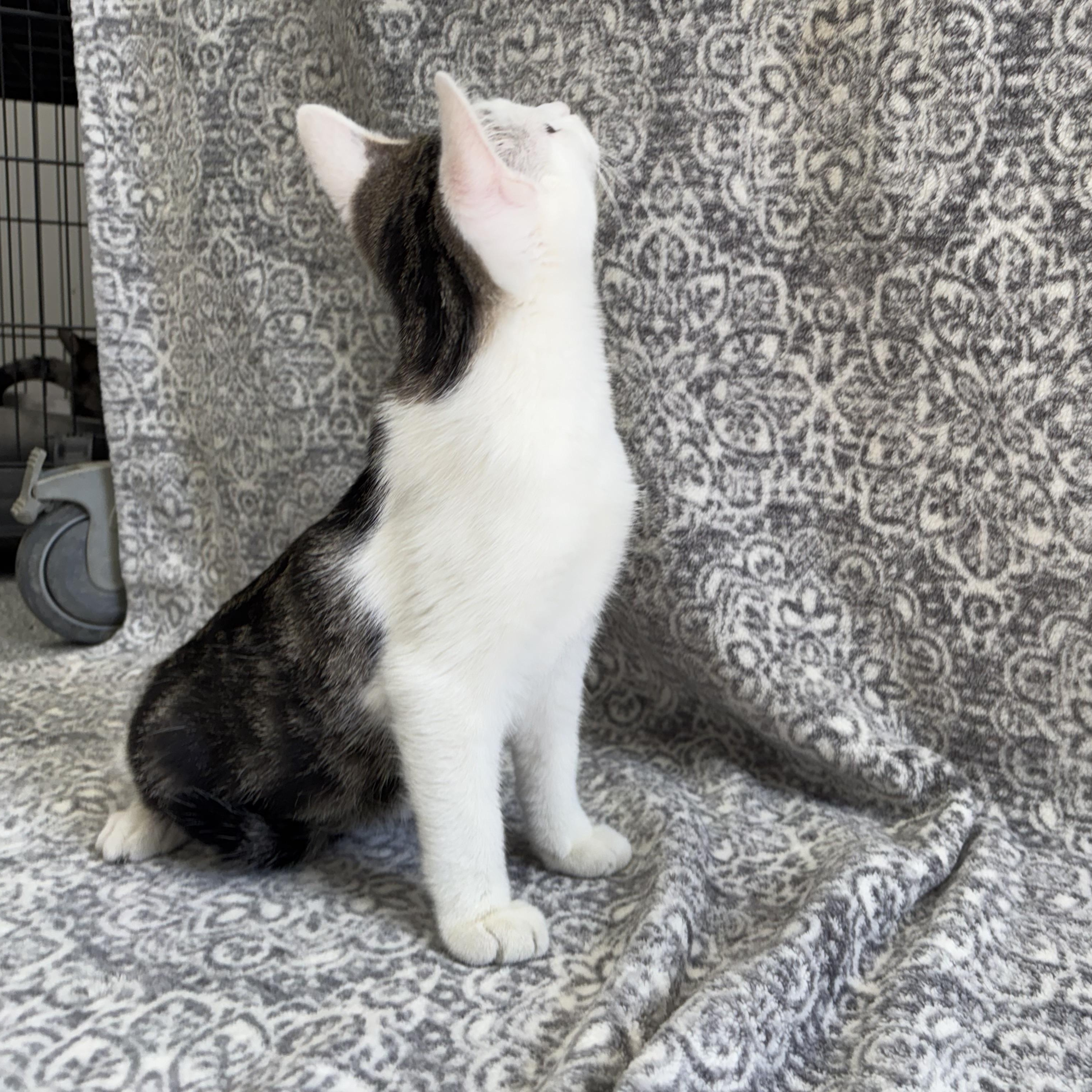 Enlarge Gerard, a Adoptable mixed breed in Frankfort, IN image 2/4