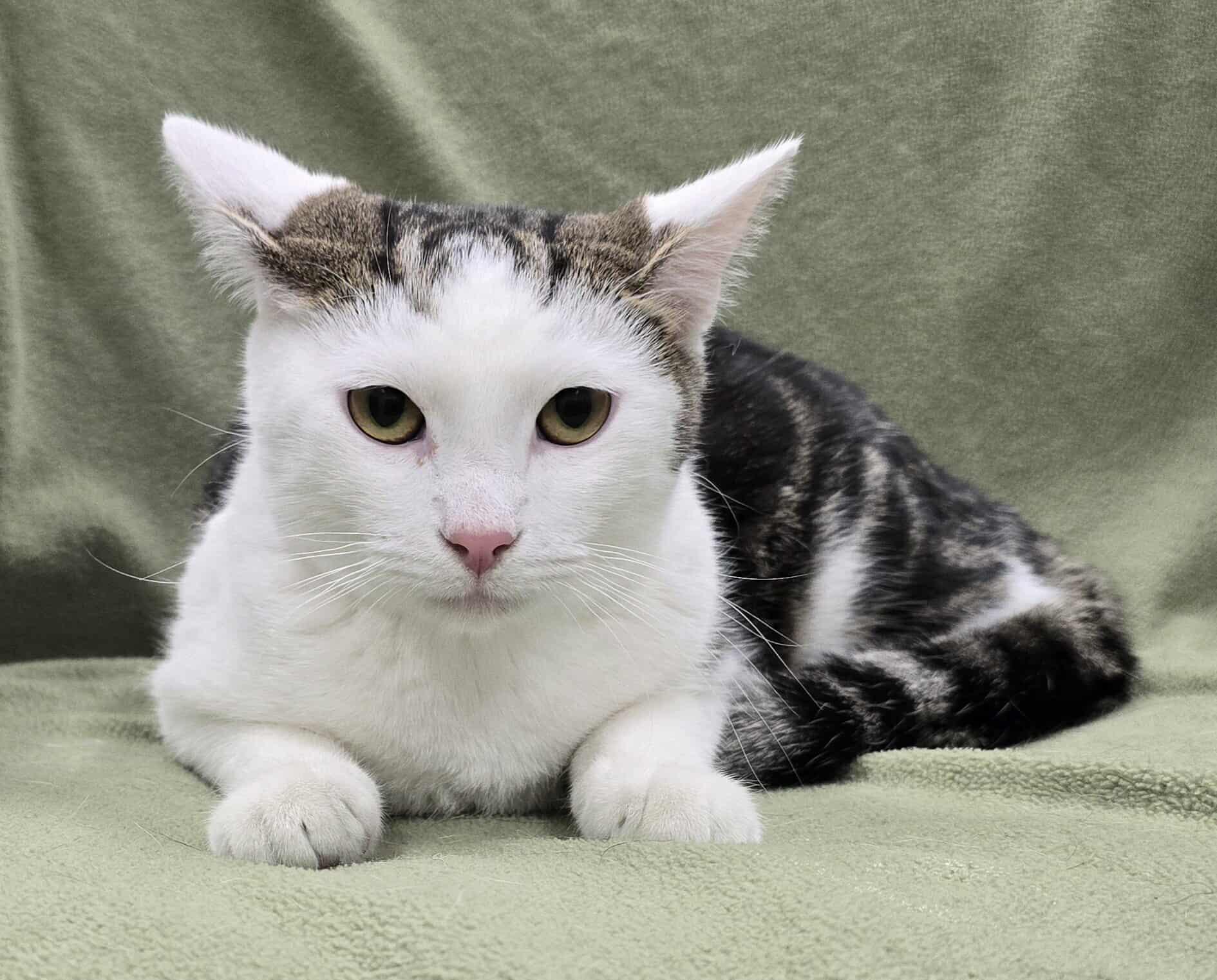 Enlarge Gerard, a Adoptable mixed breed in Frankfort, IN image 3/5
