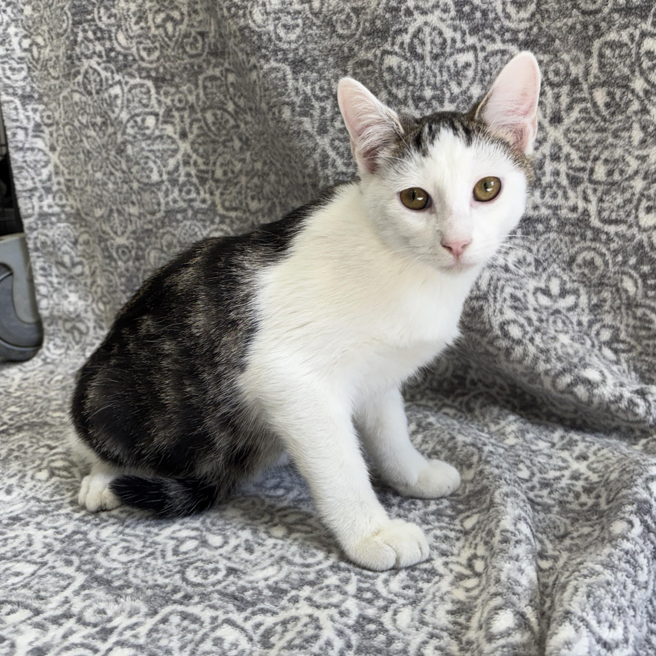 Gerard, Adoptable, Kitten Male Domestic Short Hair & American Shorthair.