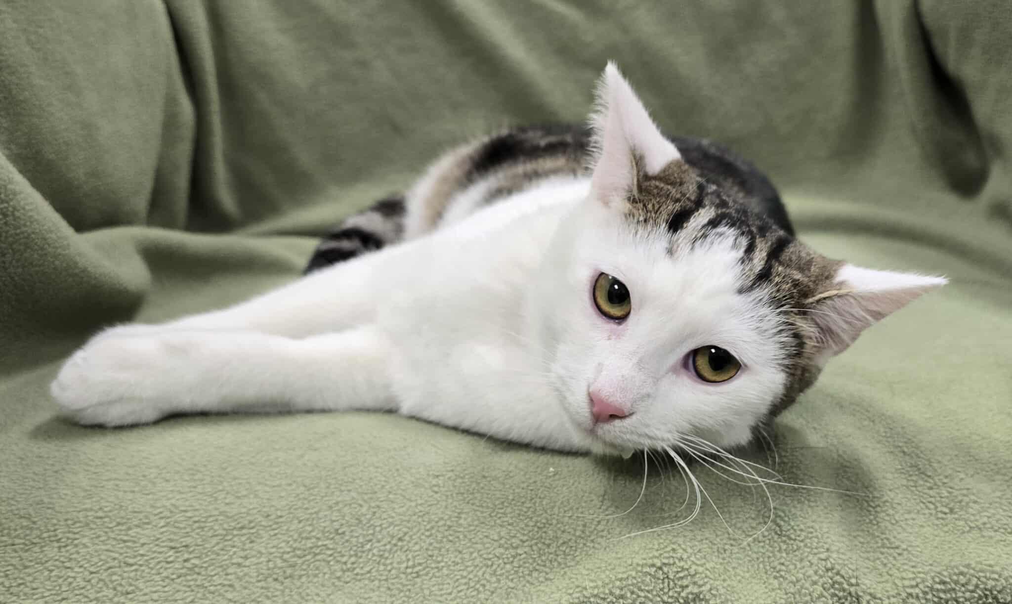 Enlarge Gerard, a Adoptable mixed breed in Frankfort, IN image 2/5