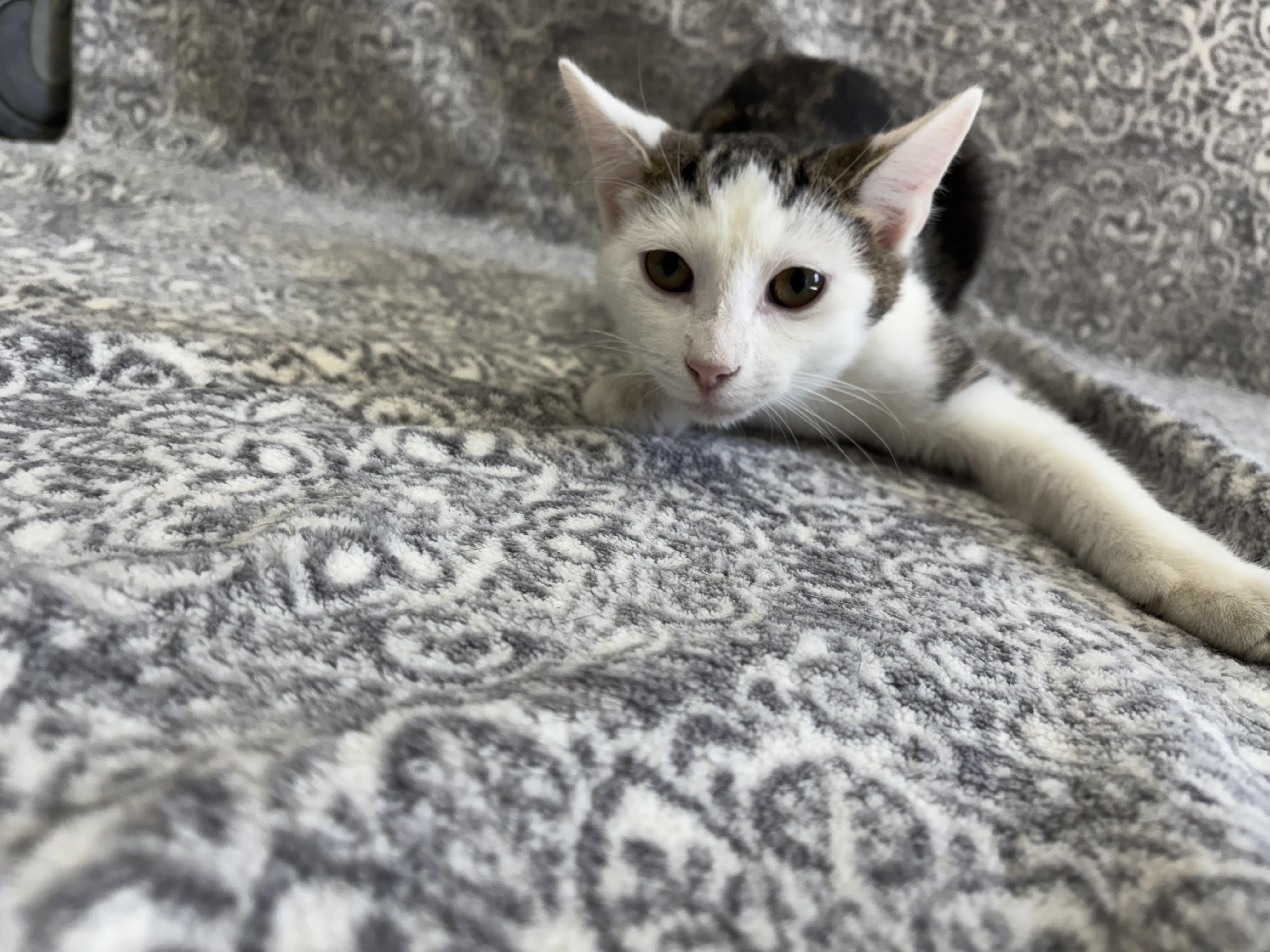 Enlarge Gerard, a Adoptable mixed breed in Frankfort, IN image 4/4