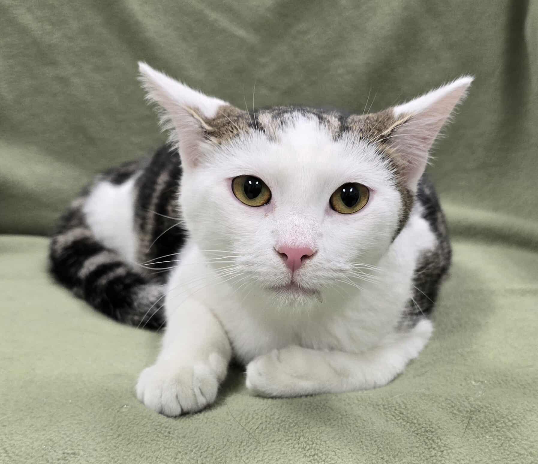 Enlarge Gerard, a Adoptable mixed breed in Frankfort, IN image 4/5