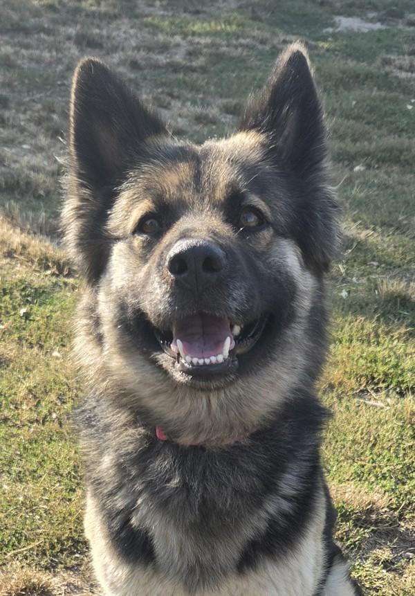 Dinah, Adoptable, Adult Female German Shepherd Dog & Norwegian Elkhound.