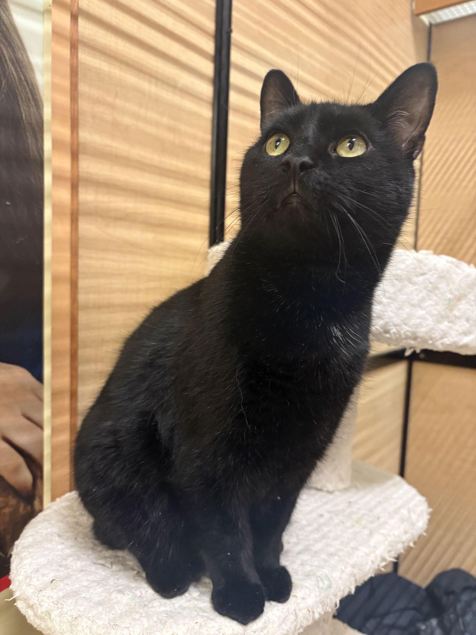 Jason, Adoptable, Adult Male Domestic Short Hair.