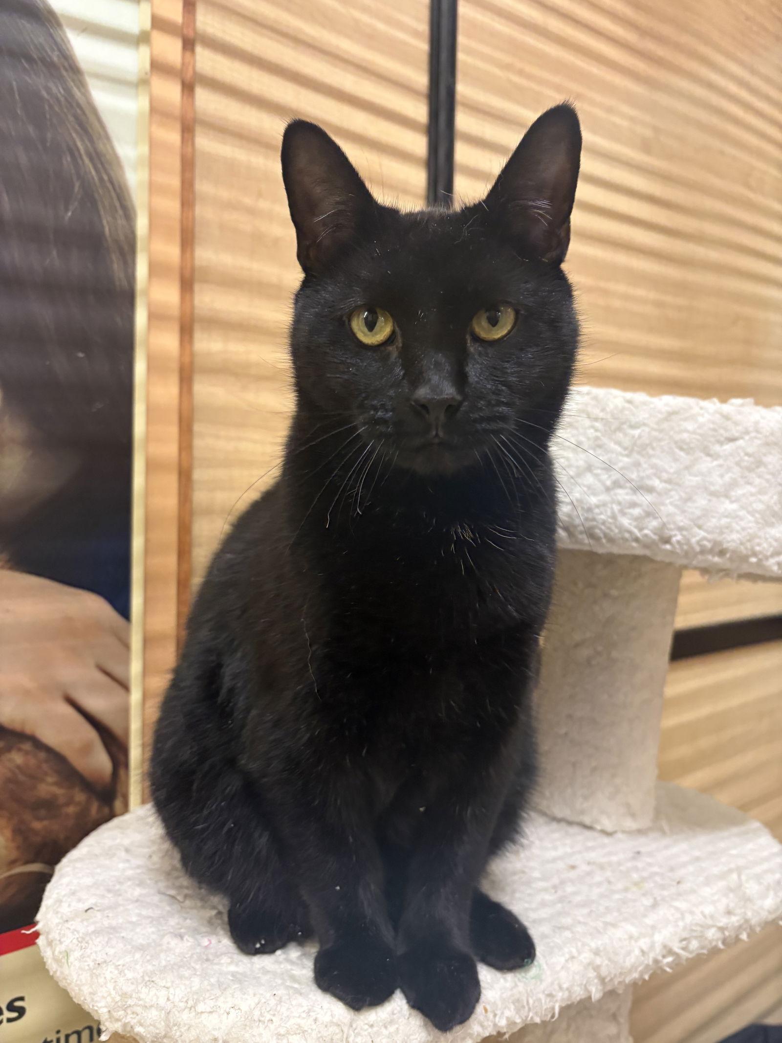 Enlarge Jason, a Adoptable Domestic Short Hair in Yardley, PA image 2/3