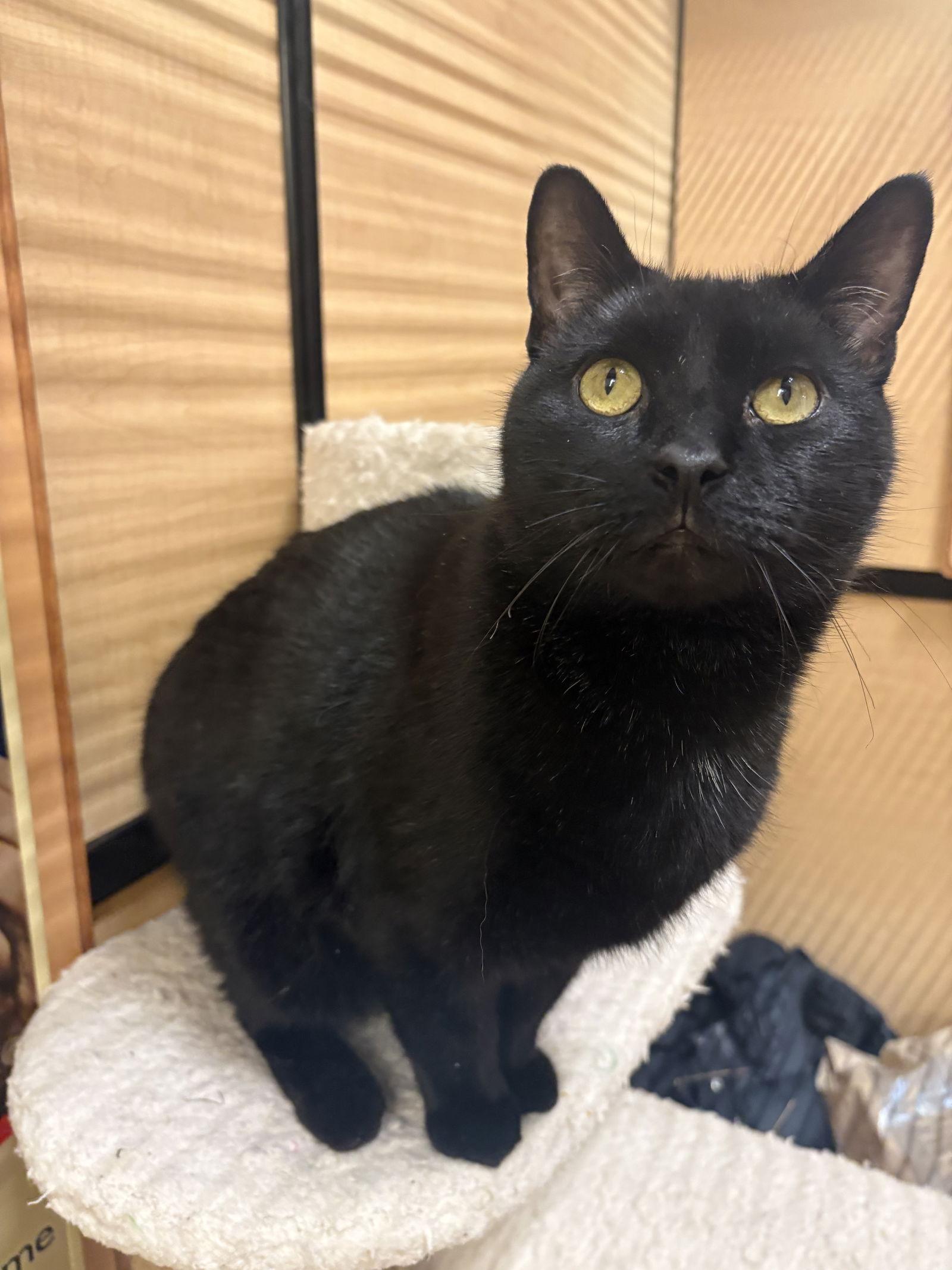 Enlarge Jason, a Adoptable Domestic Short Hair in Yardley, PA image 3/3