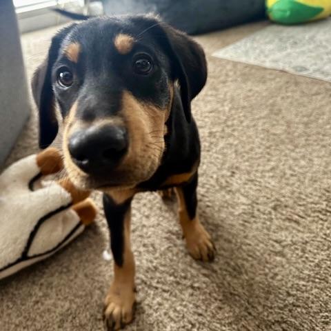 Grover, an adopted Mixed Breed in Prior Lake, MN image 3/6