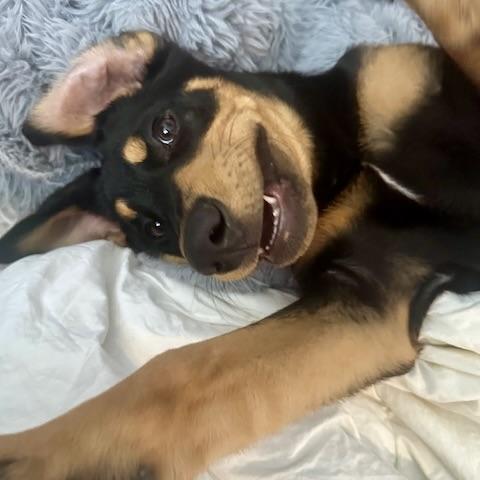 Grover, an adopted Mixed Breed in Prior Lake, MN image 2/6