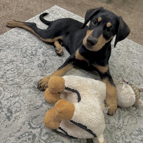 Grover, an adopted Mixed Breed in Prior Lake, MN image 1/6
