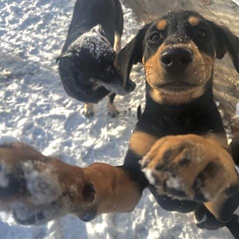 Grover, an adopted Mixed Breed in Prior Lake, MN image 6/6