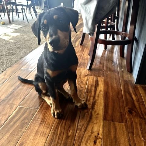 Grover, an adopted Mixed Breed in Prior Lake, MN image 5/6