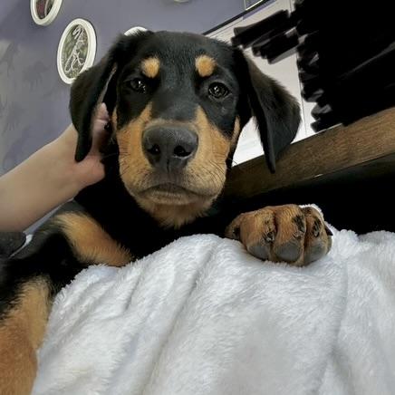 Grover, an adopted Mixed Breed in Prior Lake, MN image 4/6