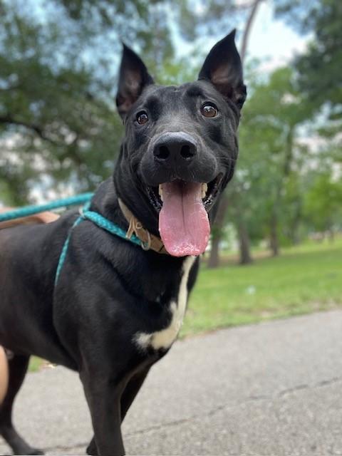 Lionel, Adult Male Black Labrador Retriever