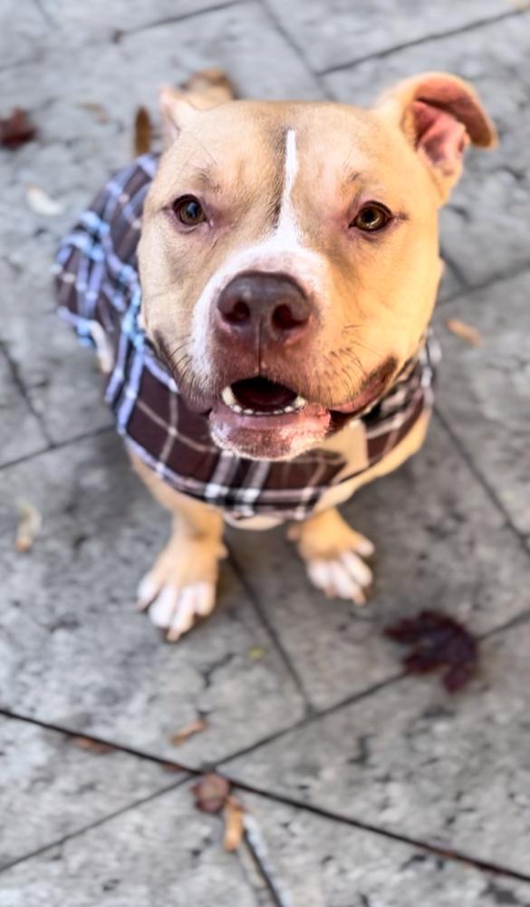 Papa Bear, Adoptable, Young Male Pit Bull Terrier.