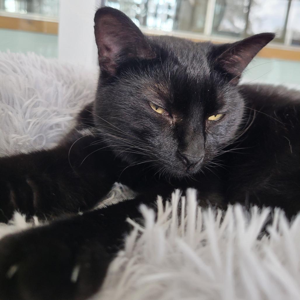 Isaac Hanson, Adoptable, Adult Male Domestic Short Hair.