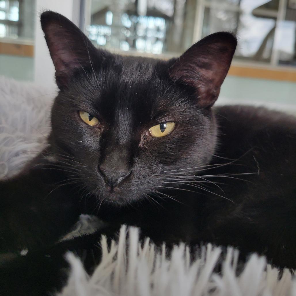 Enlarge Isaac Hanson, a Adoptable mixed breed in Leander, TX image 2/4