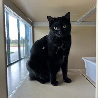 Enlarge Isaac Hanson, a Adoptable mixed breed in Leander, TX image 3/4