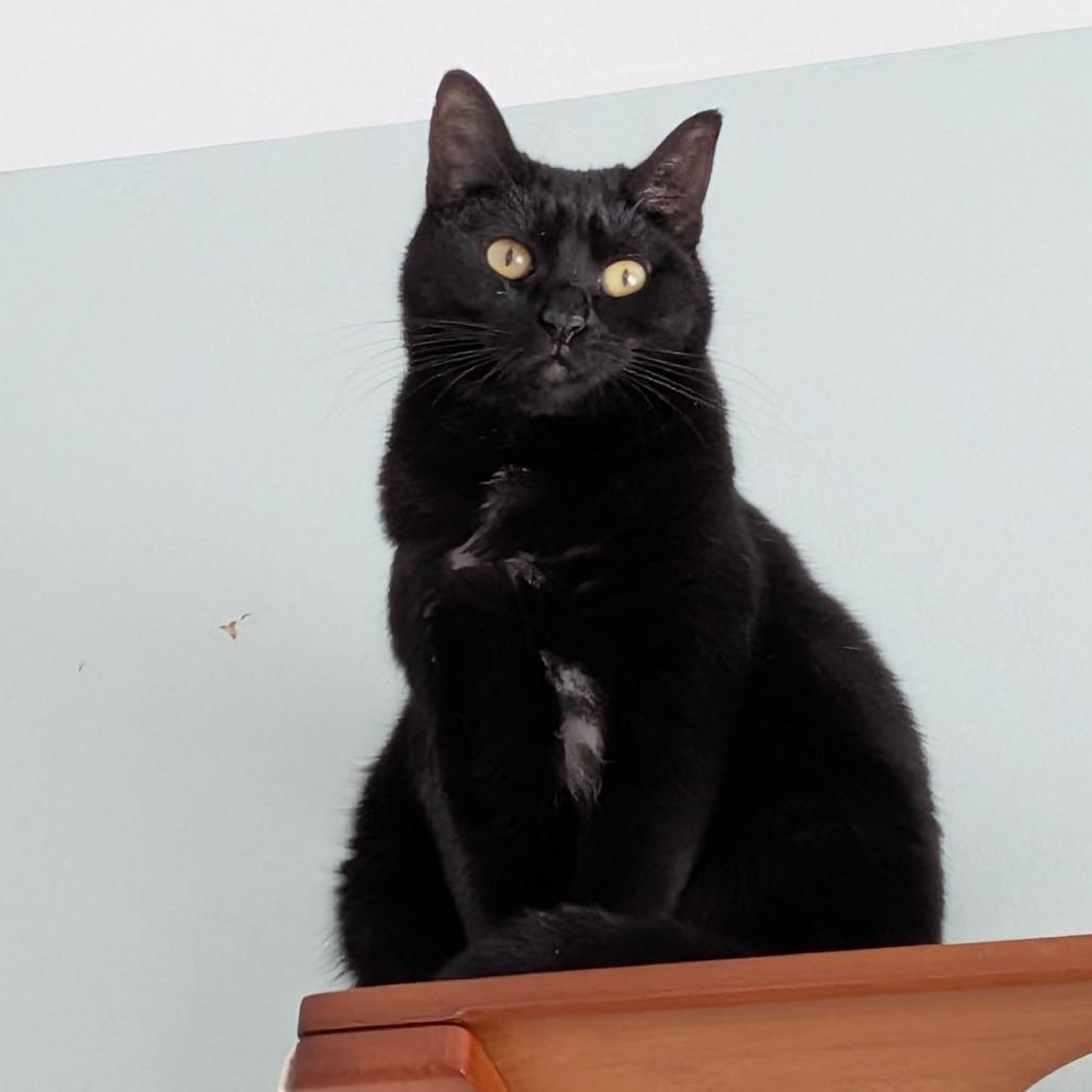 Enlarge Isaac Hanson, a Adoptable mixed breed in Leander, TX image 4/4