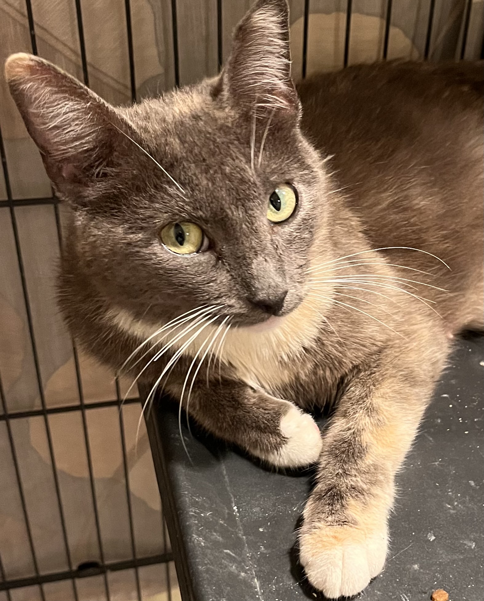 Enlarge Pearl , a Adoptable mixed breed in Moreno Valley, CA image 2/2