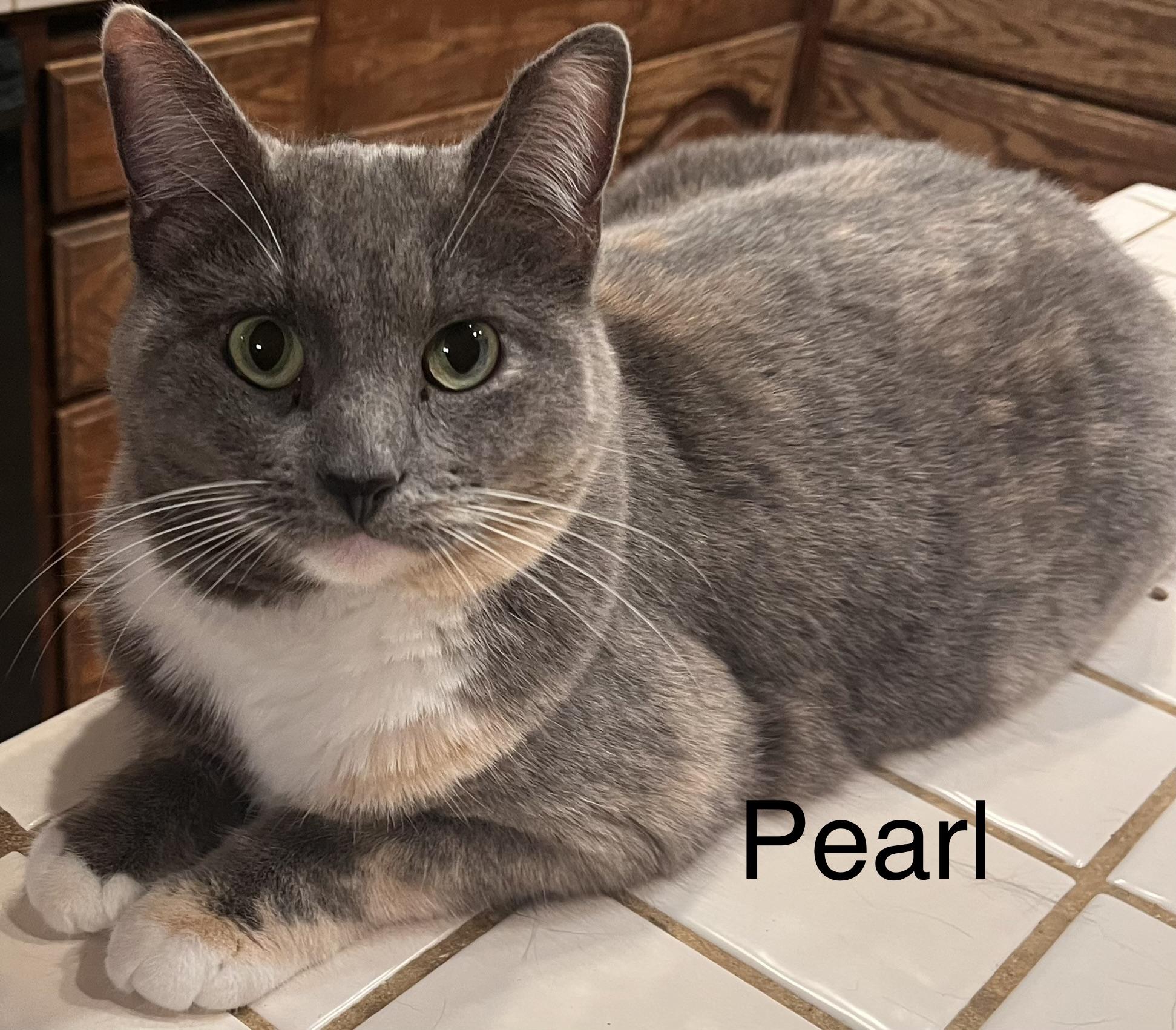 Pearl , Adoptable, Adult Female Domestic Short Hair & American Shorthair.